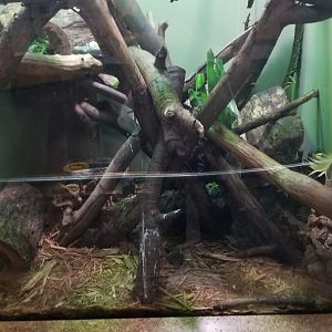 Staten Island Zoo - Solomon Islands skink