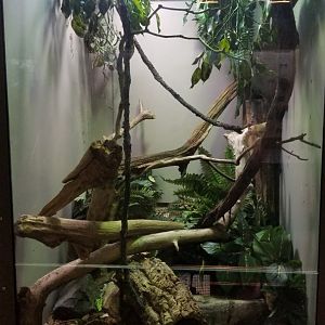 Staten Island Zoo - Green/plumed basilisk