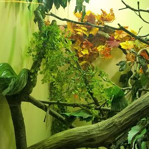 Staten Island Zoo - Red-tailed ratsnake, amboina box turtle