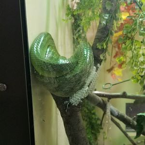 Staten Island Zoo - Red-tailed ratsnake