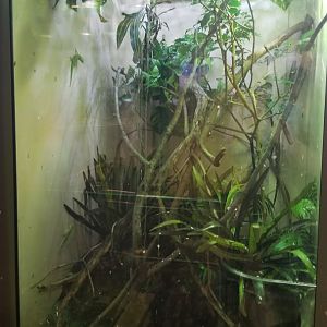 Staten Island Zoo - Madagascar day gecko, tomato frog