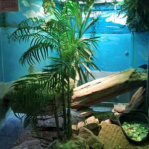 Staten Island Zoo - Rhinoceros iguana