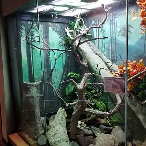 Staten Island Zoo - Merten's water monitor