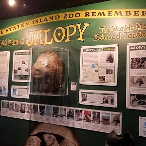Staten Island Zoo - Remembering Jalopy the Galapagos tortoise