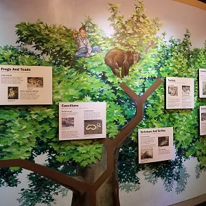 Staten Island Zoo - Tree of life mural (no idea why there's a bear, etc...)