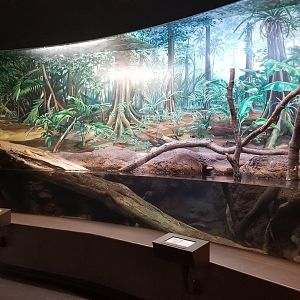 Staten Island Zoo - Anacondas