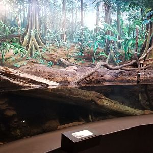 Staten Island Zoo - Anacondas