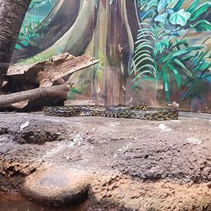 Staten Island Zoo - Yellow anaconda