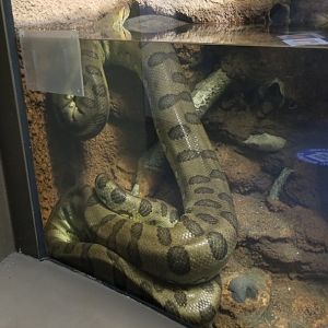 Staten Island Zoo - Green anaconda