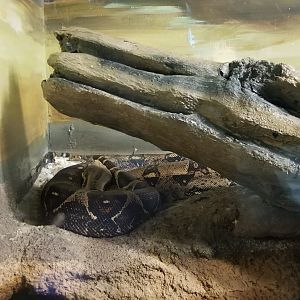ID? Staten Island Zoo - Unsigned snake in with anacondas