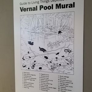 Staten Island Zoo - Vernal pool mural explanation