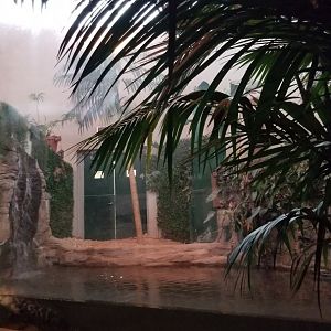 Staten Island Zoo - American alligator