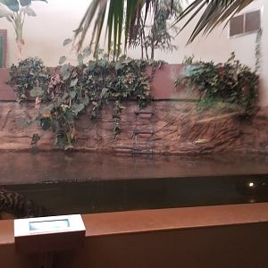 Staten Island Zoo - American alligator