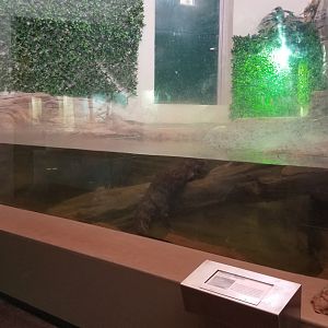 Staten Island Zoo - Chinese alligator