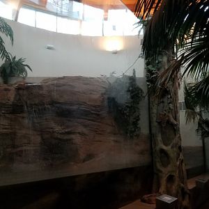 Staten Island Zoo - Chinese alligator