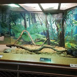 Staten Island Zoo - Reticulated python