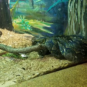 Staten Island Zoo - Reticulated python
