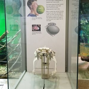 Staten Island Zoo - Snake skull