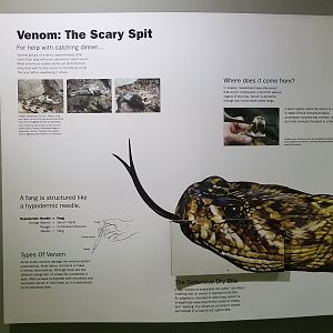 Staten Island Zoo - Venom sign