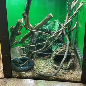 Staten Island Zoo - Black forest cobra