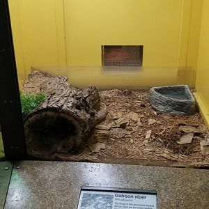 Staten Island Zoo - Gaboon viper