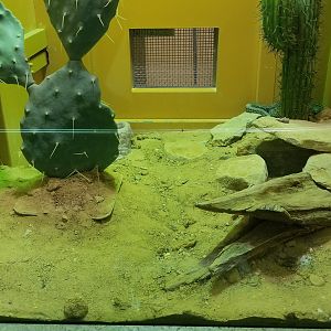 Staten Island Zoo - Mexican lancehead rattlesnake