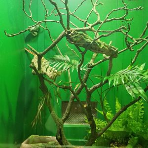 Staten Island Zoo - Sri Lankan pit viper