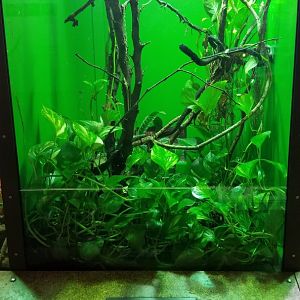 Staten Island Zoo - Eyelash viper