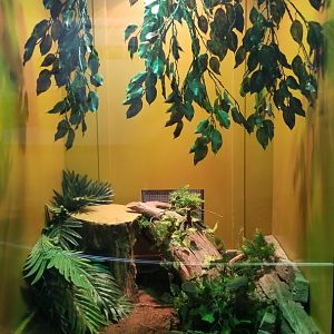 Staten Island Zoo - Brazilian lancehead