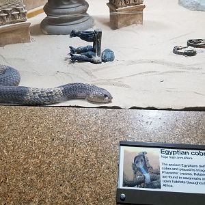 Staten Island Zoo - Egyptian cobra
