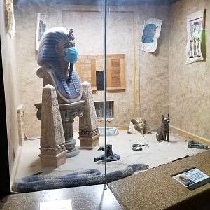 Staten Island Zoo - Egyptian cobra