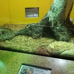 Staten Island Zoo - South American rattlesnakes