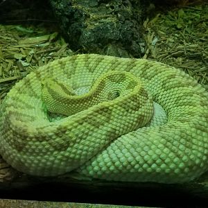 Staten Island Zoo - Albino south american rattlesnake