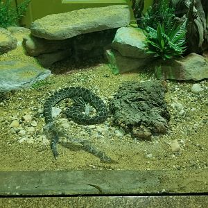 Staten Island Zoo - Western massasauga