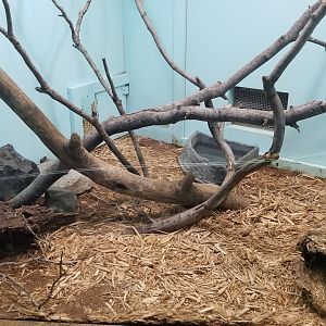 Staten Island Zoo - King cobra exhibit