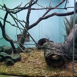 Staten Island Zoo - King cobra exhibit