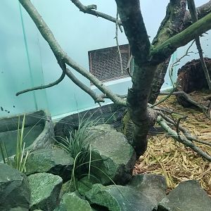 Staten Island Zoo - King cobra