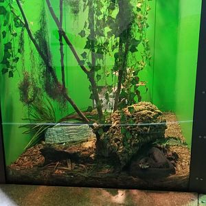 Staten Island Zoo - Cottonmouth