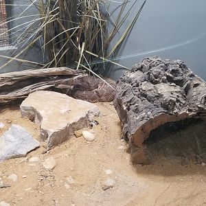 Staten Island Zoo - Red diamond rattlesnake