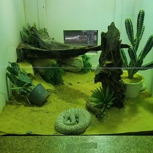 Staten Island Zoo - Santa catalina rattlesnake