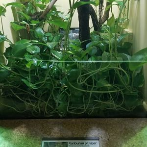 Staten Island Zoo - Kanburian pit viper