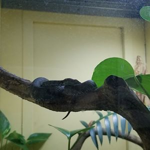 Staten Island Zoo - Kanburian pit viper