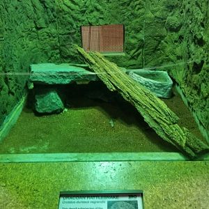 Staten Island Zoo - Uracoan rattlesnake