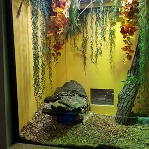 Staten Island Zoo - Timber rattlesnake