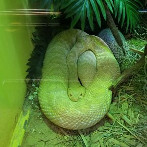 Staten Island Zoo - Albino eastern diamondback