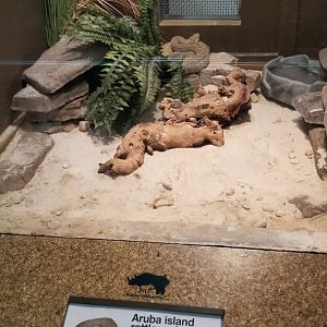 Staten Island Zoo - Aruba island rattlesnake