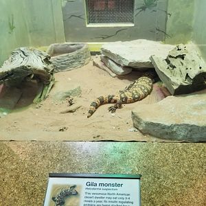 Staten Island Zoo - Gila monster