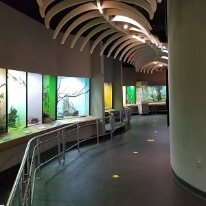 Staten Island Zoo - Venemous snakes, looking the other direction