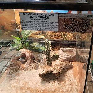 Staten Island Zoo - Mexican lancehead rattlesnake
