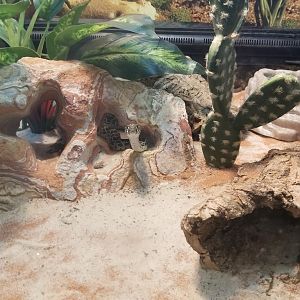 Staten Island Zoo - Tiny mexican lancehead rattlesnake